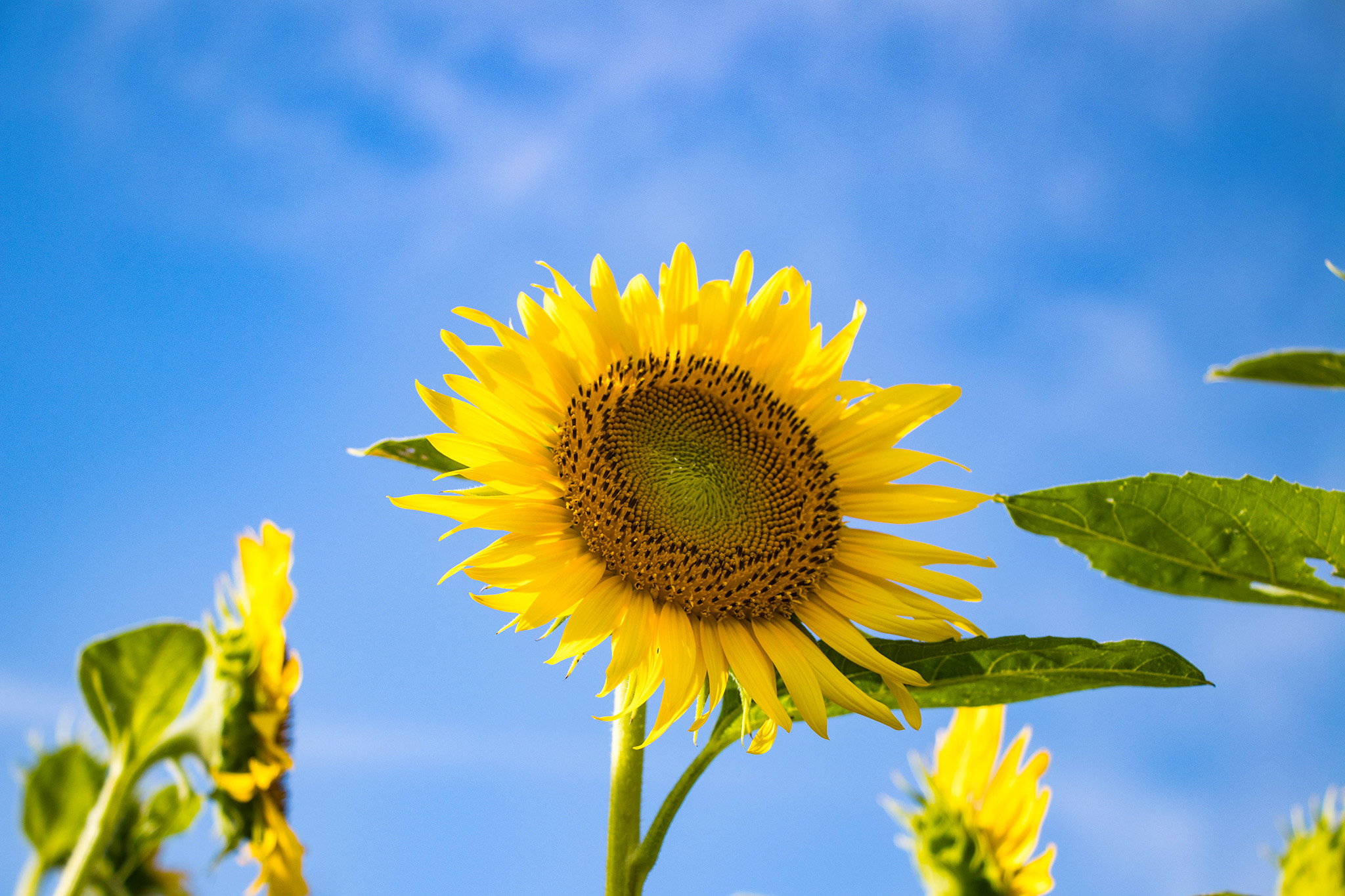 離婚するためには看護師免許？