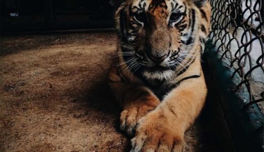 競馬を見た。人生も賭けだと思う瞬間がある。